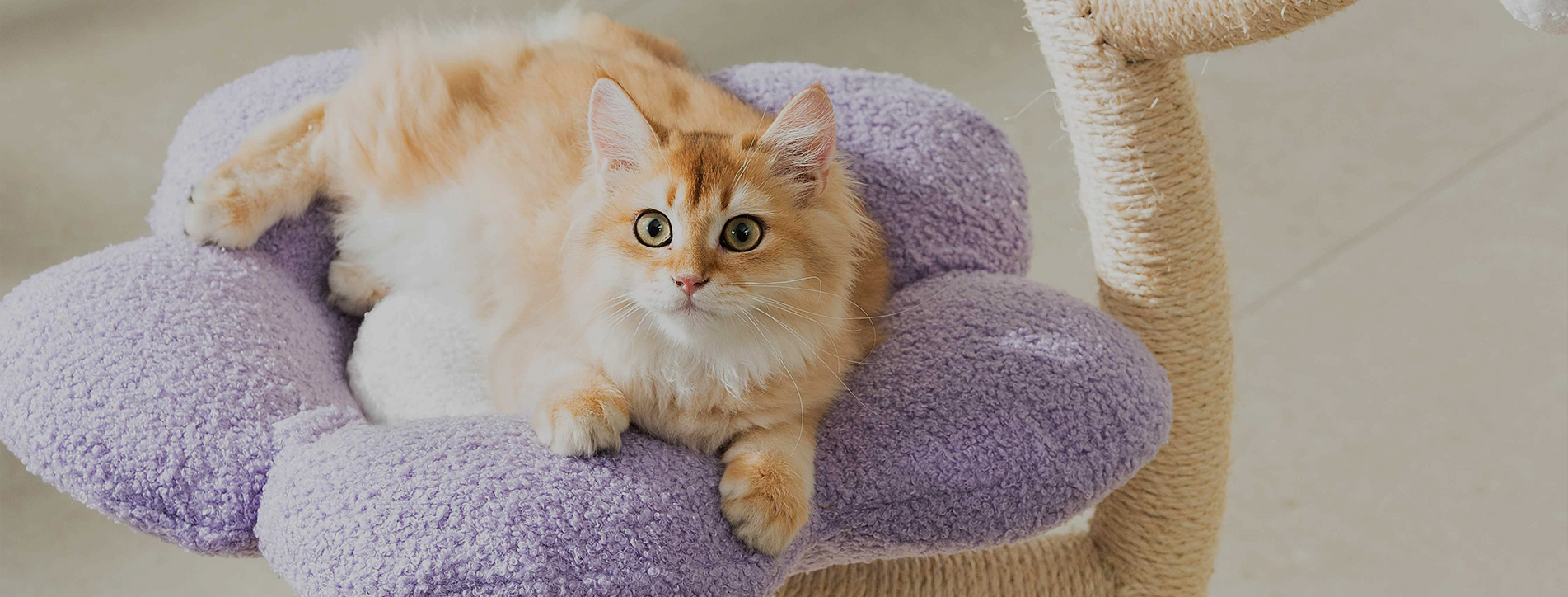 مصنع أشجار القطط